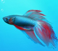 Microsoft Windows Version 7